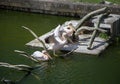 Beautiful pelicans in the park