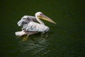 Beautiful pelicans in the park