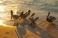 Beautiful pelicans by the sea at sunset. Varadero. Cuba