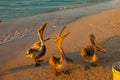 Beautiful pelicans by the sea at sunset. Varadero. Cuba