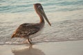 Beautiful pelicans by the sea at sunset. Varadero. Cuba