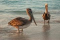 Beautiful pelicans by the sea at sunset. Varadero. Cuba