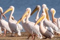 Beautiful pelicans on the shores of Lake Nakuru in Kenya, Africa