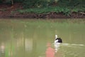 beautiful pelicans swimming in the lake