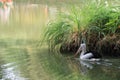 beautiful pelicans swimming in the lake