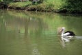 beautiful pelicans swimming in the lake.