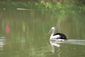 beautiful pelicans swimming in the lake