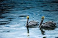 Beautiful pelicans symbolizing love