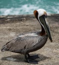 Beautiful Pelicans are symbols of Florida. Flying high and free.