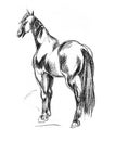 Beautiful pencil sketch - the horse