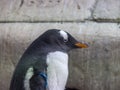 A beautiful penguin stands sideways in the sun, portrait Royalty Free Stock Photo