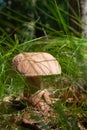 Beautiful penny bun mushroom hidden in grass in natural habitat
