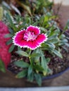 beautiful pentagon-shaped flowers, pink with a white pattern and a little black, naturally green