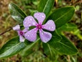 A beautiful pentamerous flower with water droplets