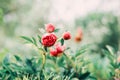 Beautiful peonies blooming in garden. Floral spring and summer abstract background Royalty Free Stock Photo