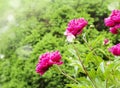 Beautiful Peonies on blurred garden background Royalty Free Stock Photo