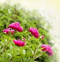 Beautiful Peonies on blurred garden background Royalty Free Stock Photo