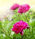 Beautiful Peonies on blurred garden background Royalty Free Stock Photo