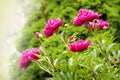 Beautiful Peonies on blurred garden background Royalty Free Stock Photo