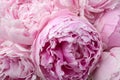 Beautiful peonies. Bouquet of pink peony background.