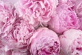 Beautiful peonies. Bouquet of pink peony background. Royalty Free Stock Photo