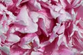 Fluffy pink and white peonies flowers background