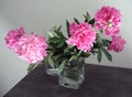 Beautiful peonies in a vase, vintage close up shot