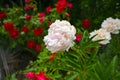 beautiful peony blooms surrounded by red roses.