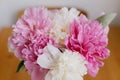 Beautiful peony bouquet in sunny light in room. Pink and white peonies flowers petals close up Royalty Free Stock Photo