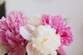 Beautiful peony bouquet in sunny light in room. Pink and white peonies flowers petals close up Royalty Free Stock Photo