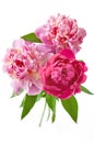 Beautiful peony bunch isolated on white background Royalty Free Stock Photo