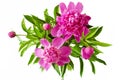 Beautiful peony bunch isolated on white background Royalty Free Stock Photo