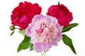 Beautiful peony bunch isolated on white background Royalty Free Stock Photo