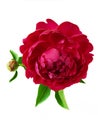 Beautiful peony bunch isolated on white background Royalty Free Stock Photo