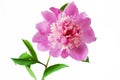 Beautiful peony bunch isolated on white background Royalty Free Stock Photo