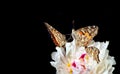 Beautiful peony flower and butterfly isolated on black. close up. beautiful butterfly painted lady on flower. copy spaces. Royalty Free Stock Photo