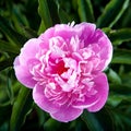 Beautiful peony flower