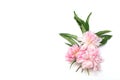 Beautiful peony flower and green leaves on a white background. Creative layout Royalty Free Stock Photo