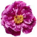 Beautiful peony flower isolated