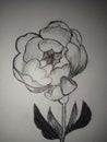 Beautiful peony flower tattoo sketch hand made drawing