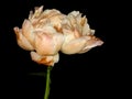 Beautiful peony flower