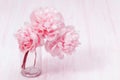 Beautiful peony flower in vase on blurred background. Pink bouquet in vase. Pastel colored flowery greeting card Royalty Free Stock Photo