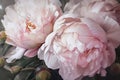Beautiful peony flowers as floral background, oil painting, close-up view, generative ai Royalty Free Stock Photo