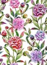Beautiful peony flowers with buds and leaves in straight lines on white background. Seamless floral pattern. Royalty Free Stock Photo