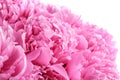 Beautiful peony flowers on white background, closeup Royalty Free Stock Photo