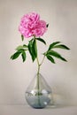 Beautiful peony in glass vase