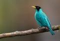 A beautiful perched male of green honeycreeper