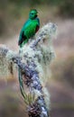 A beautiful perched resplendent quetzal