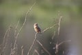 Beautiful perched small bird