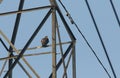 A beautiful Peregrine falcon, Falco peregrinus perching at the top of a electricity pylon.